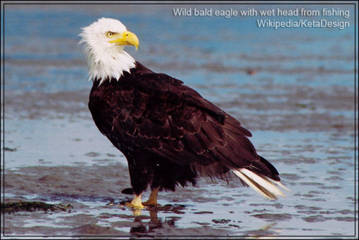 WILD BALD EAGLE